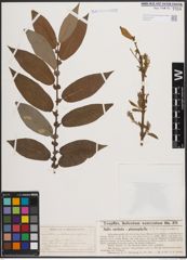 Foto von Salix cordata Michx. x Salix glaucophylla (Bebb) Bebb ex C. F. Wheeler & E. F. Sm.